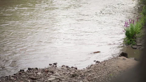 Rainy riverside shoreline with puddle reflections, muddy bank, rippling water Stock Footage 346455864