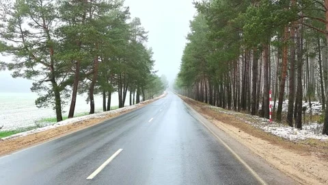 Rainy road between trees in a quiet forest at early morning hours Stock Footage 325215753