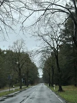 Rainy Road Through Forest with Bare Trees Stock Photos