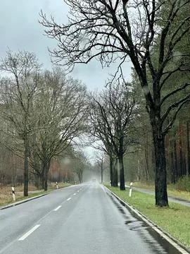 Rainy Road Through Forest Stock Photos