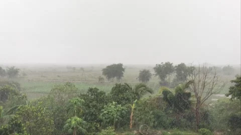 Rainy Rural Landscape with flooded forest in Cambodia Stock Footage 344971283
