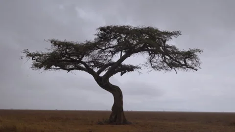 Rainy savannah grasslands with an Apple ringed acacia Stock Footage 314789195
