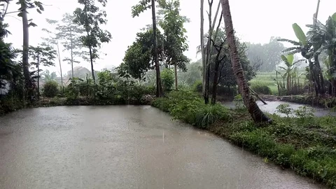 Rainy Season In The Fish Pond Area Stock Footage
