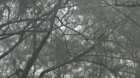 Rainy season Stock Footage 36549236
