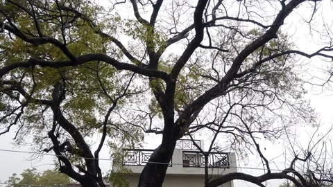 Rainy Season Stock Footage 170212901