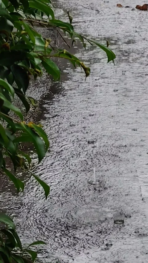 Rainy season Stock Footage 291601897