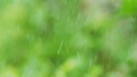 Rainy season, light rain falling on green nature background Stock Footage 282586660