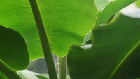 Rainy season, rain drops falling on banana leaf Stock Footage 164147802