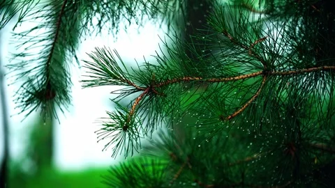 Rainy season trees, pine trees, rain-droplets Stock Footage 257862008