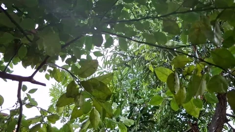 Rainy situation under lime and mango trees Stock Footage 291511261