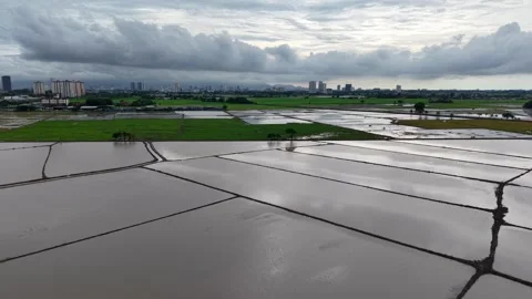 Rainy sky looms over flooded rice fields 库存影片 339848349