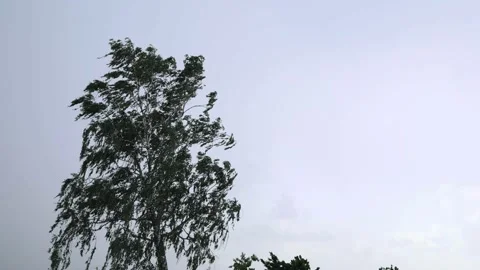 Rainy sky view with tree Stock Footage 155800926