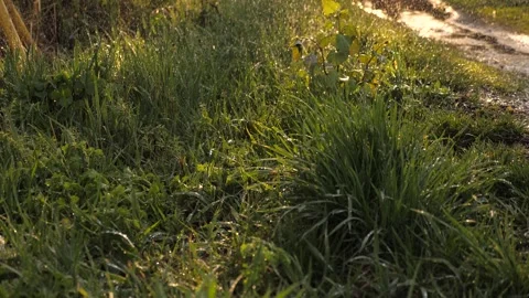 Rainy spring. water drips from sky onto green grass field. puddle road. water Stock Footage 244418617