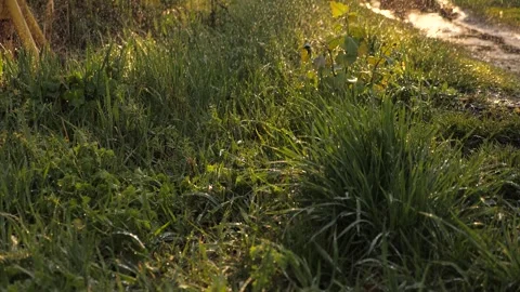 Rainy spring. water drips from sky onto green grass field. puddle road. water Stock Footage 244549923