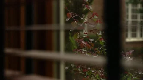 Rainy srub thru window Video stock 12257618