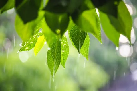 Rainy summer day. Tree leaves with raindrops. Selective focus Stock Photos