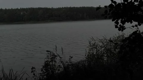 Rainy Summer Evening on a Lake Shore with Reeds and Forest Stock Footage 342441409