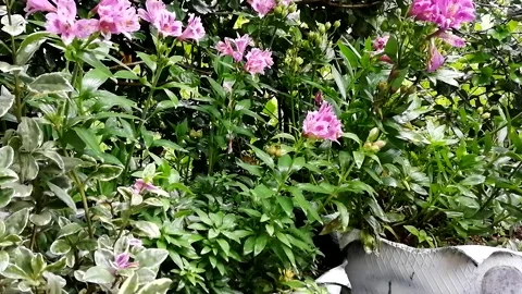 Rainy sunday for the spider between the leafs Video stock 198296945