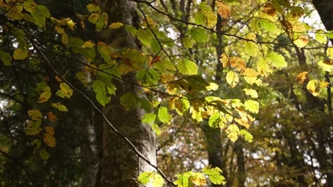 Rainy Sunlit Forest. Stock Footage 254521322