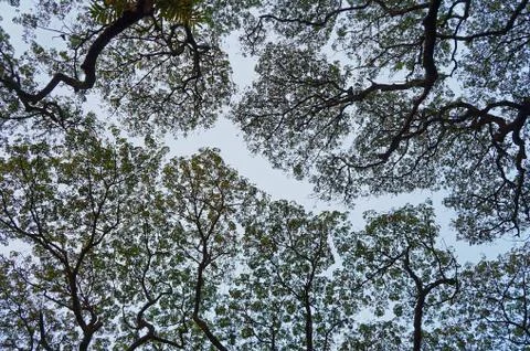 Rainy tree against the background of cloudless sky. Kerala, India Stock Photos