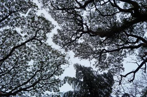 Rainy tree against the background of cloudless sky. Kerala, India Stock Photos