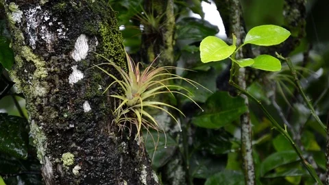 Rainy tree detail Stock Footage 99117611