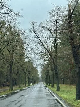 Rainy Tree-Lined Road in a Forest Stock Photos