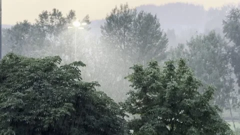 Rainy Trees And Street Lights In Vilnius Stock Footage 339579818