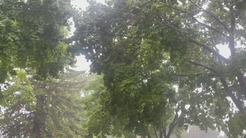 Rainy trees with wind blowing Stock Footage 247915126