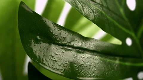 Rainy Tropical Background 動画素材 169507836