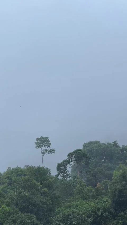 Rainy Tropical Forest: Wet Trees and Misty Rain in a Lush Landscape Stock Footage 321060688
