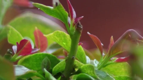 Rainy View of Flower 1 Stock Footage 75882984