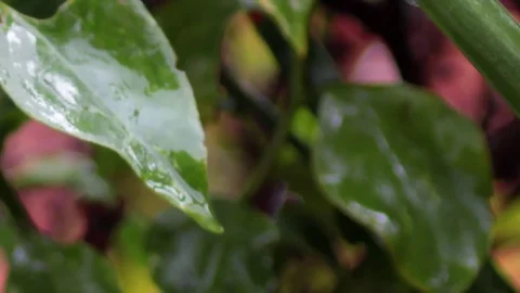 Rainy View of Flower 2 Stock Footage 75882988