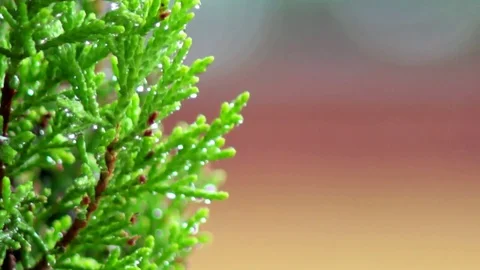 Rainy View of Flower 3 Stock Footage 75882992