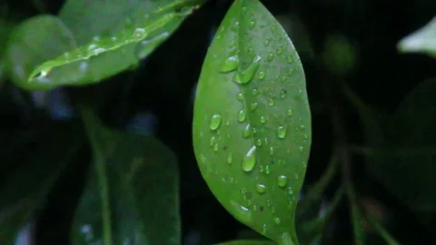 Rainy View of Flower 4 Stock Footage 75883020