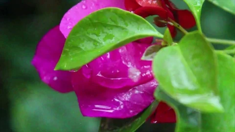 Rainy View of Flower 5 库存影片 75883031