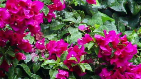 Rainy View of Flower 6 Stock Footage 75883052