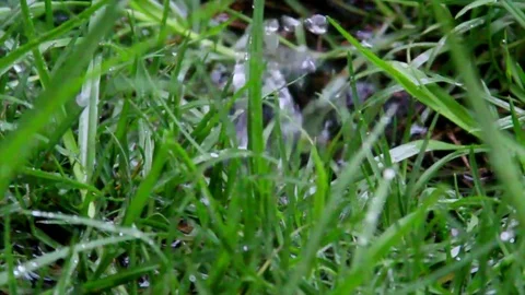 Rainy View of Flower 7 Stock Footage 75883067