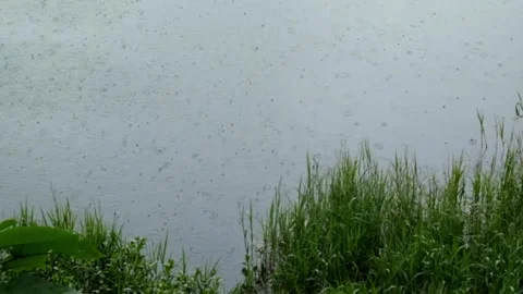 Rainy view of a lake with green grass 動画素材 307437397