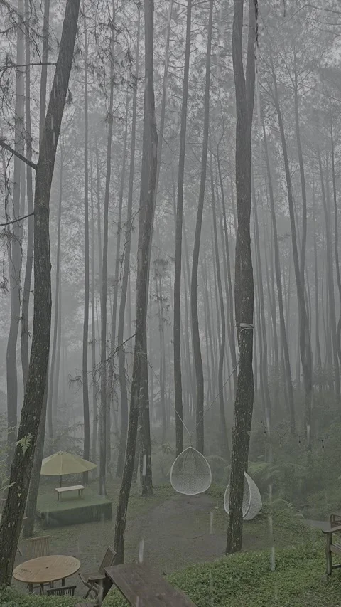 Rainy View of a Tranquil Pine Forest with Mist and Outdoor Seating Area Stock Footage 292279947