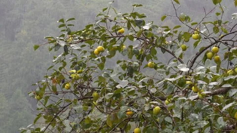 Rainy Weather and Fruit Tree Vídeo Stock 332647911