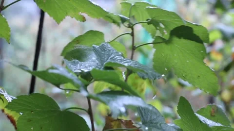 Rainy weather. Drops fall on plant leaves. Rainy garden Stock Footage 148293613