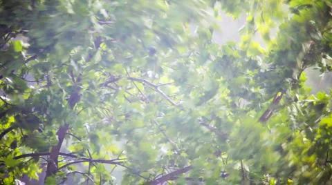 Rainy weather Stock Footage