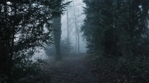 Rainy weather in the forest. Fog between the trees. Stock Footage 259186273