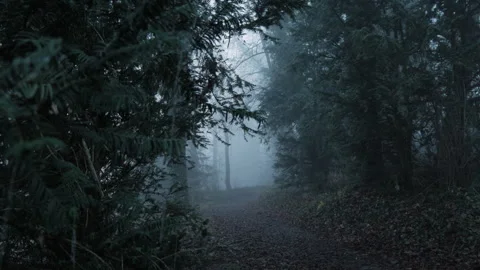 Rainy weather in the forest. Fog between the trees. Stock Footage 259186989