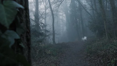 Rainy weather in the forest. Fog between the trees. Stock Footage 259187358