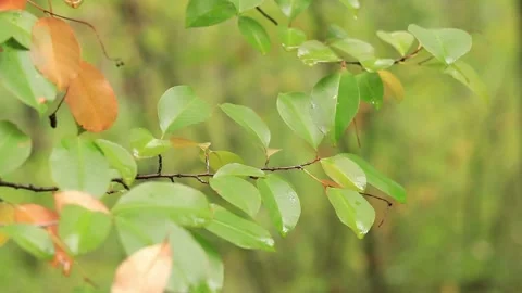 Rainy weather in the forest Stock Footage 210207136