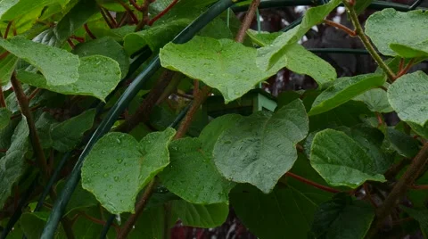 Rainy weather in the garden Stock Footage 56090201