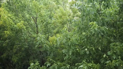 Rainy weather in a park with green tree, the wind sways the foliage Stock Footage 340099585