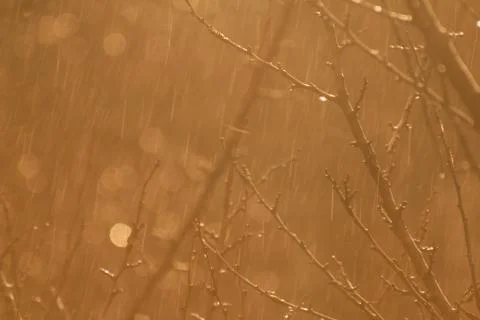 Rainy weather in spring rain fall water drop on tree branch on sunset warm li Foto stock